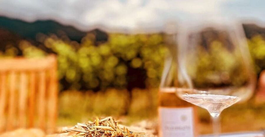 Private wine tour around Ile rousse & Calvi with transport - From Cellar to Vine: An Inside Look at Corsican Winemaking