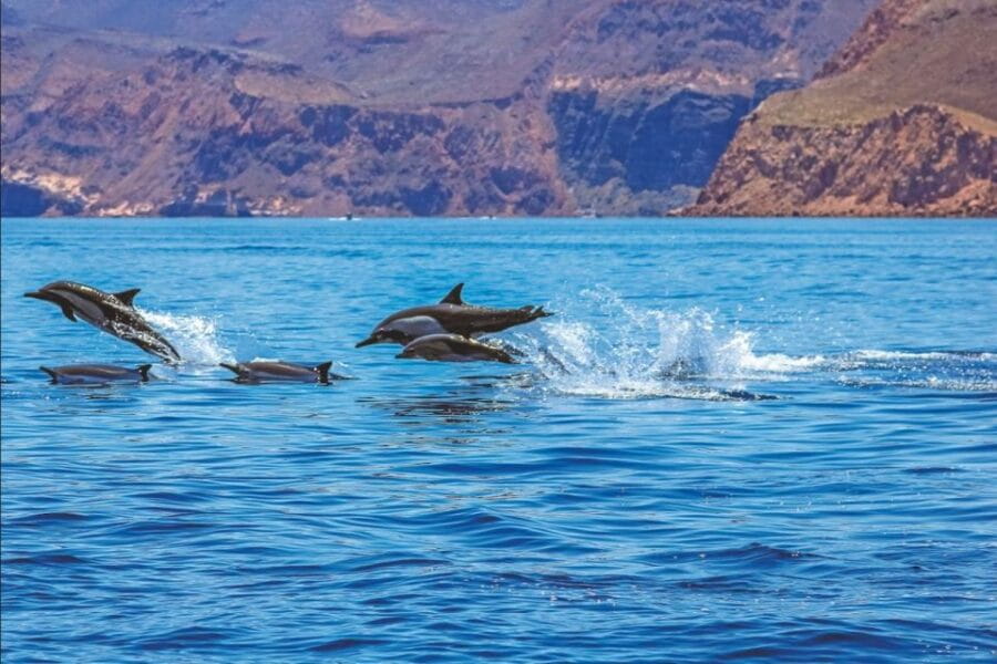 Puerto Rico de Gran Canaria: Premium Dolphin Catamaran Tour - The Catamaran: Comfortable, Well-Equipped, and Fun