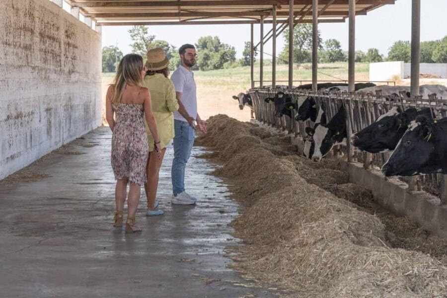 Puglia: Masseria Seppunisi Tour, Cheese, Burrata Tasting - What to Expect: A Deep Dive into the Farm Life and Cheese Craft