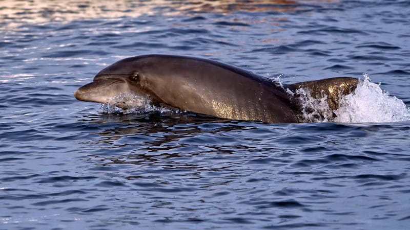 Pula: Brijuni Dolphin Watching cruise with Dinner & Sunset - The Journey Begins in Pula—What You Can Expect