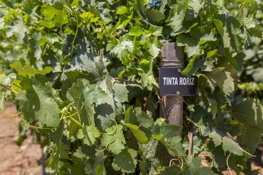 Régua: Wine Tasting at a Farm, Traditional Lunch, Cruise and Train - Who Is This Tour Best For?