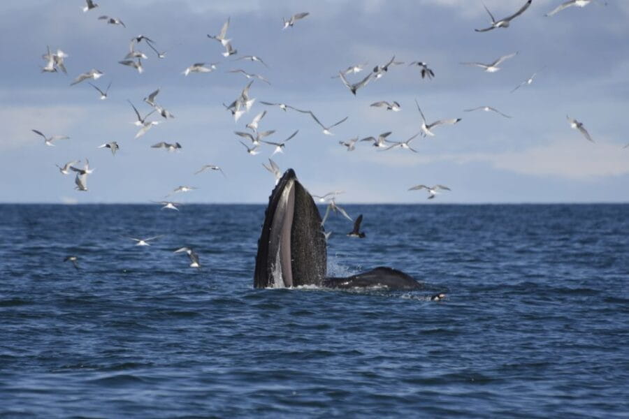 Reykjavik: ATV Ride & Whale Watching Boat Tour - Who Will Enjoy This Tour?