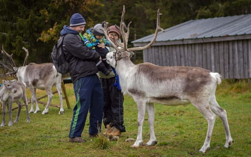 Rovaniemi: Autumn Reindeer Farm Visit - Entering Lapland’s Reindeer World