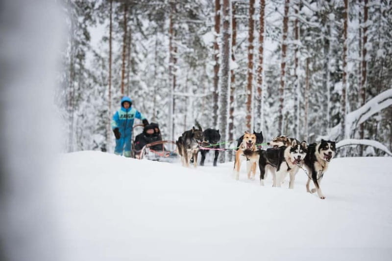 Rovaniemi: Husky Farm and Reindeer Experience - Meeting Reindeer and Learning About Laplands Herding Culture