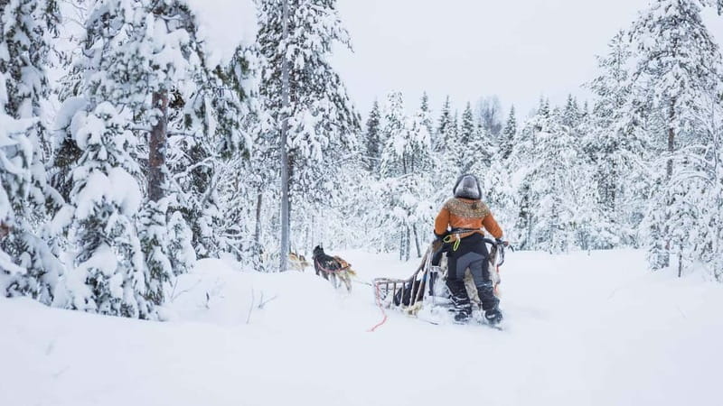 Rovaniemi: Husky & Reindeer Experience with Snowmobile Ride - The Arctic Journey Begins: Transportation and Meeting Points