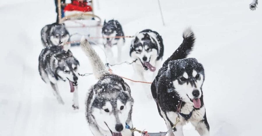 Rovaniemi: Husky Sled Ride and Farm Visit - The Sled Ride: A Short but Sweet Adventure