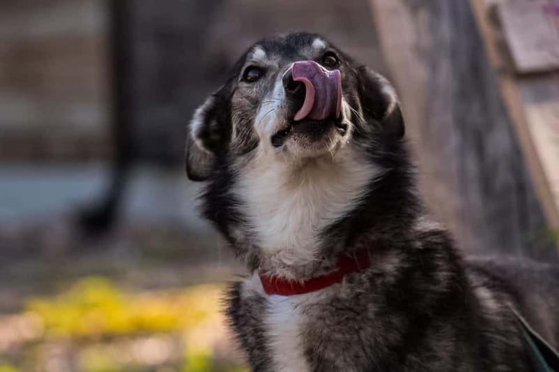 Rovaniemi: Modern husky kennel tour and cart ride in summer - The Summer Huskies: Dogs and Training