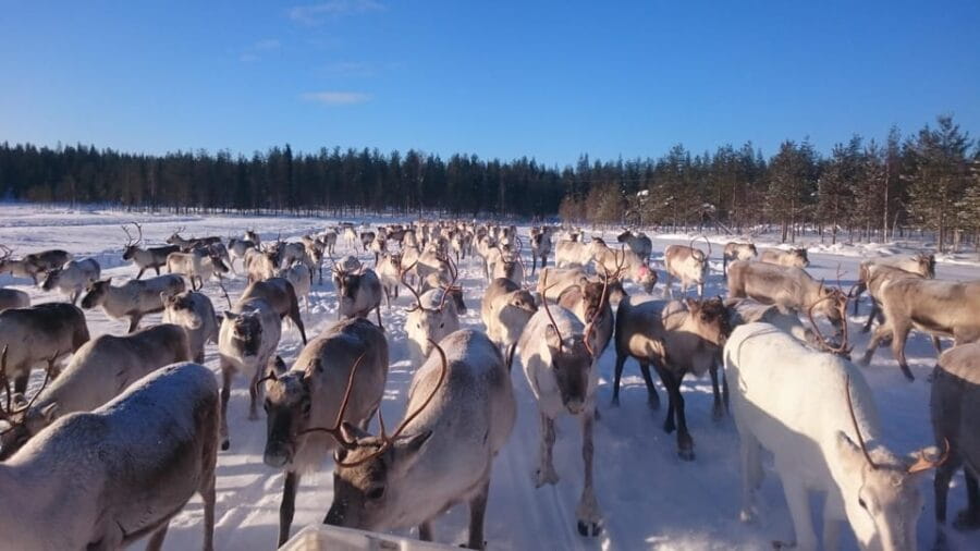 Rovaniemi: Private reindeer farm visit & culture experience - Final Thoughts on the Reindeer Farm Experience