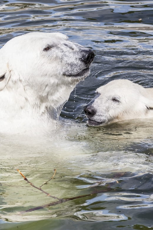 Rovaniemi: Ranua Zoo Visit with Lunch - What You’ll Love About This Tour