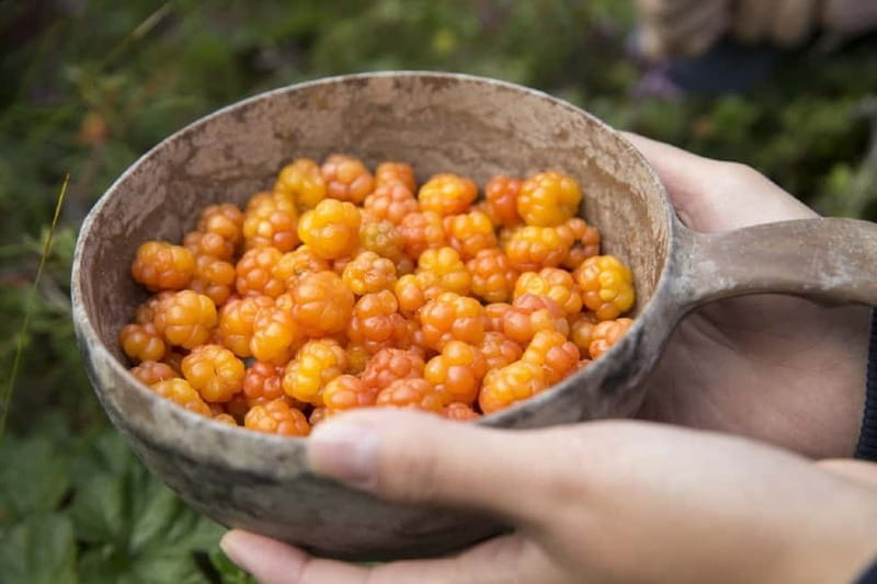 Rovaniemi: Wild Berry Picking and Juice Making - Price and Logistics: A Fair Value
