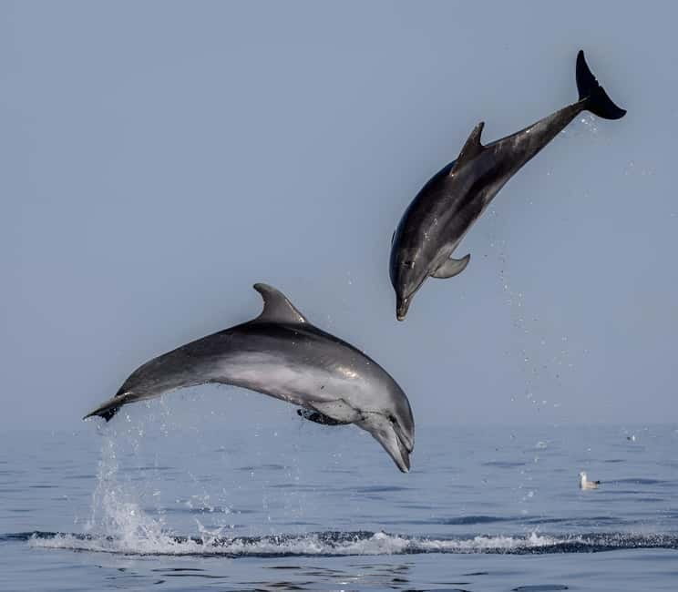 Rovinj: Dolphin Watching Sunset Speedboat Tour with Drinks - Why This Tour Works for Different Travelers