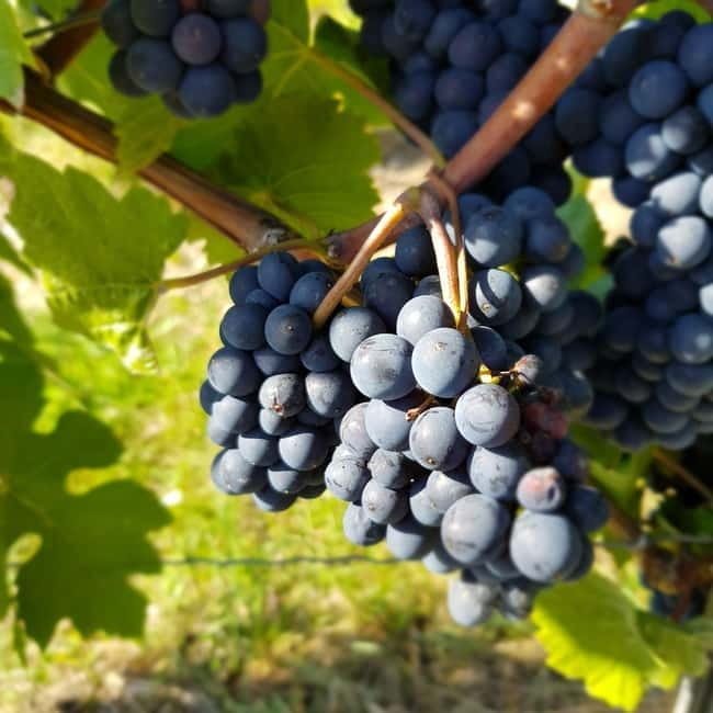 Rüdesheim - Wine tasting - A journey of pleasure through 5 wines - Who Should Consider This Experience?