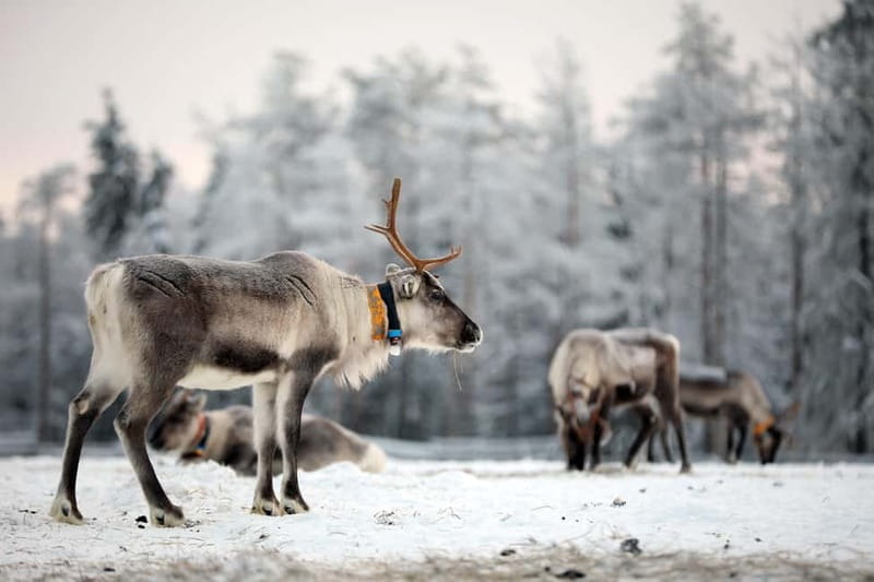 RUKA: Reindeer Feeding, Sleigh Ride & Fireside Delicacies - Practical Details and Logistics