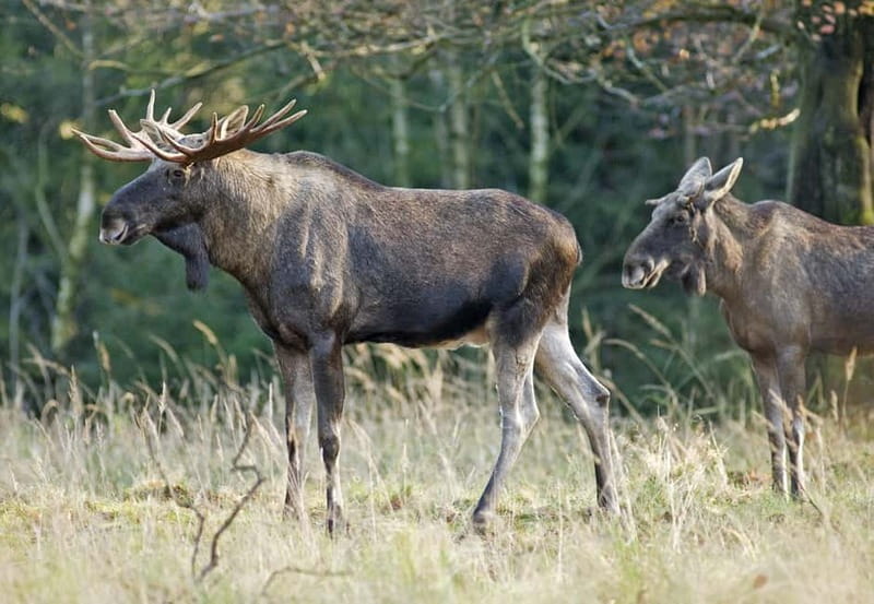 Saariselka: Moose Safari in Inari  Saariselkä - Detailed Breakdown of the Itinerary
