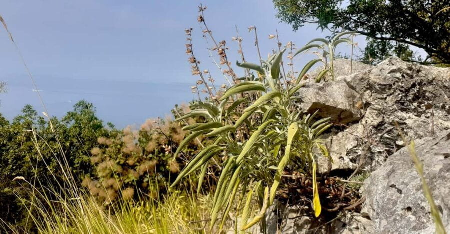 Sage Route - Who Will Love This Experience?