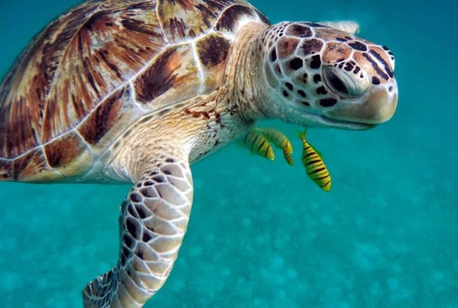 San Domino, Tremiti: guided snorkeling tour - What to expect from your snorkeling adventure