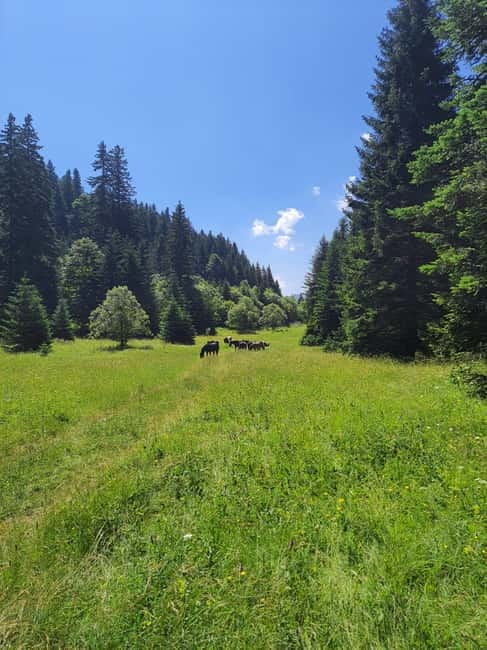 Sarajevo Sport tour: Olympic Mountains and Stadium Tour - The Spectacle of Mountain Igman and Bjelanica