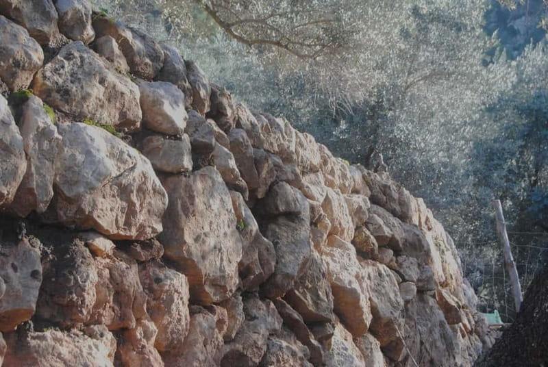 Serra de Tramuntana, Fornalutx: The olive tree: culture, cultivation, tasting. - Why This Tour Is Worth Considering