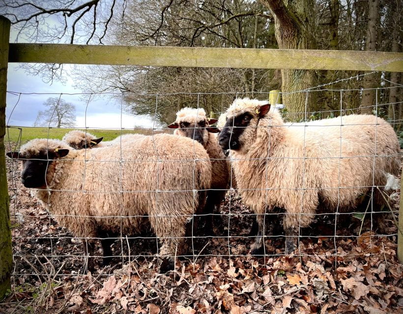 Shropshire: Sheep Trek with the Smallest Sheep in the World - A Stroll Through Shropshire’s Countryside