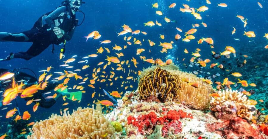 Side: Scuba Diving Tour Journey To The Depths Of The Blue - The Itinerary: A Well-Structured Day