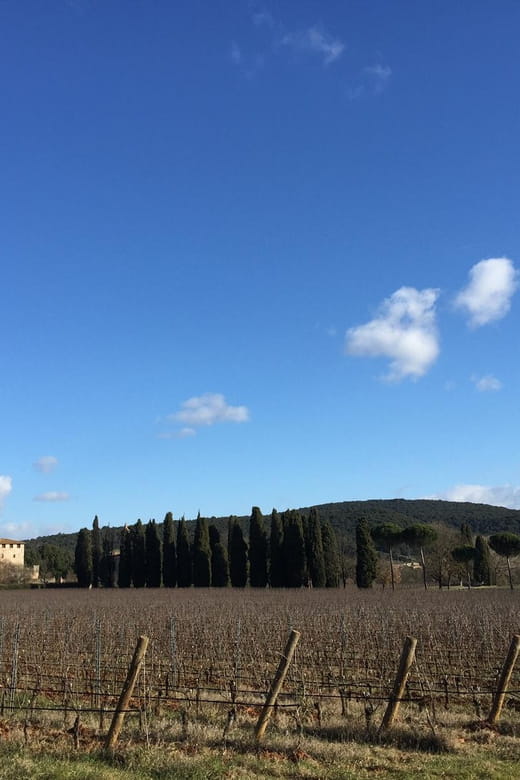 Siena: Tour and Wine Tasting in a Tuscan Private Castle - Visiting the Organic Winery: A Taste of Tuscany’s Future
