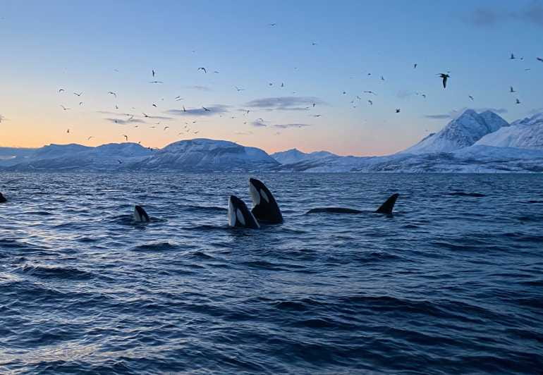 Skjervøy: Whale and Orca Watching Tour by RIB Boat - Who Should Consider This Tour?