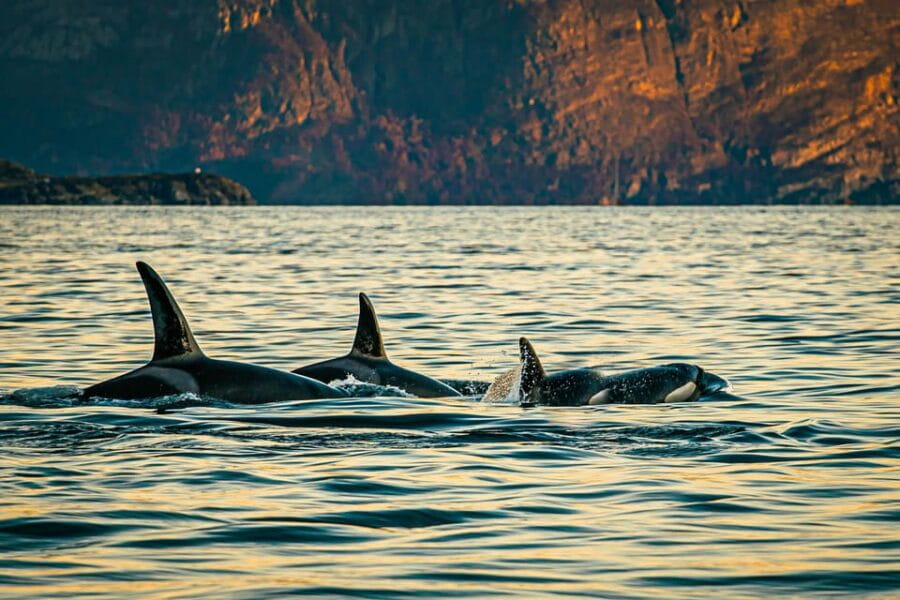 Skjervøy: Whale Watching with RIB Boat and Local Guide - FAQ