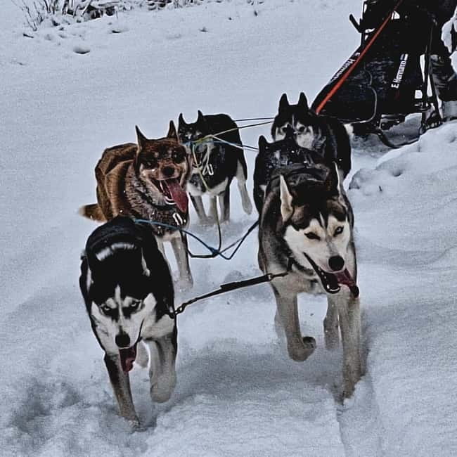 SLED DOGS VISIT & DRIVE ROUND TARTU COUNTRY ESTONIA - The Itinerary Breakdown: What to Expect