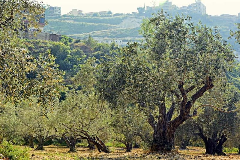 Small group- Exclusive Olive Oil & Wine Tour Mallorca - Detailed Breakdown of the Experience
