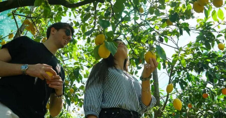 Sorrento: Authentic Lemon Experience in a Farm with Tastings - Who Is This Experience Best For?
