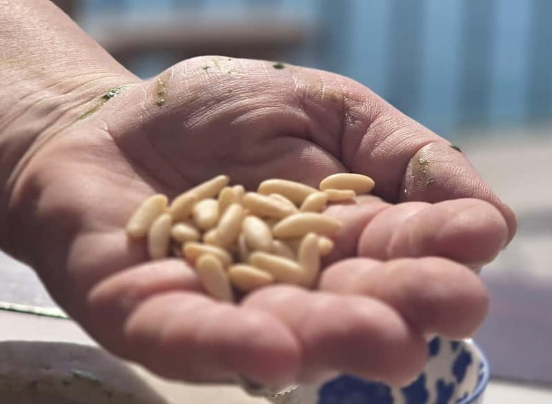 Stintino: Italian cuisine in a villa - Authentic Sardinian Cuisine in a Villa: A Deep Dive