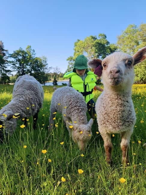 Stockholm: Self Guided Kayak Adventure in Nature Reserve - What to Expect on Your Kayak Day