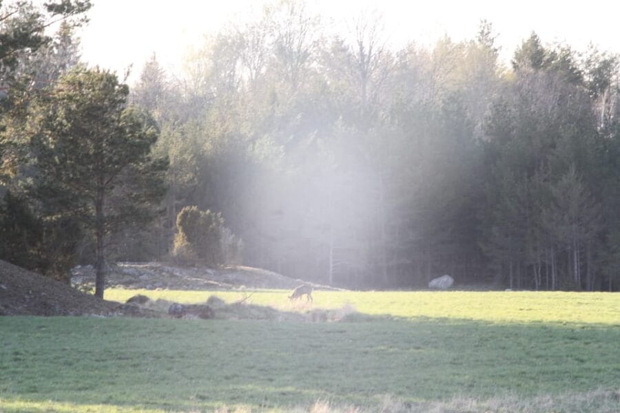 Stockholm: Wildlife Safari - Final Thoughts