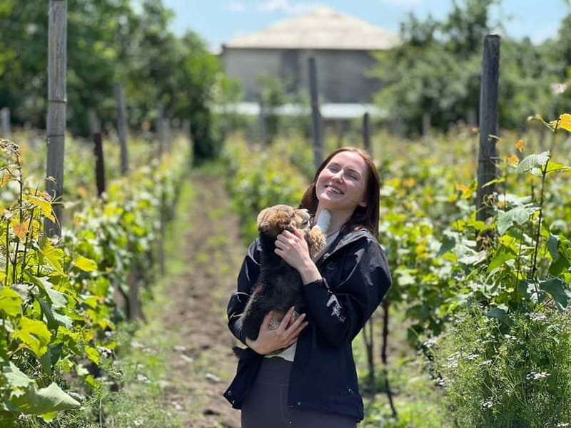 Tbilisi: Kakheti Private Wine Tour with Family Lunch - Discovering the House-Museum of Chavchavadze