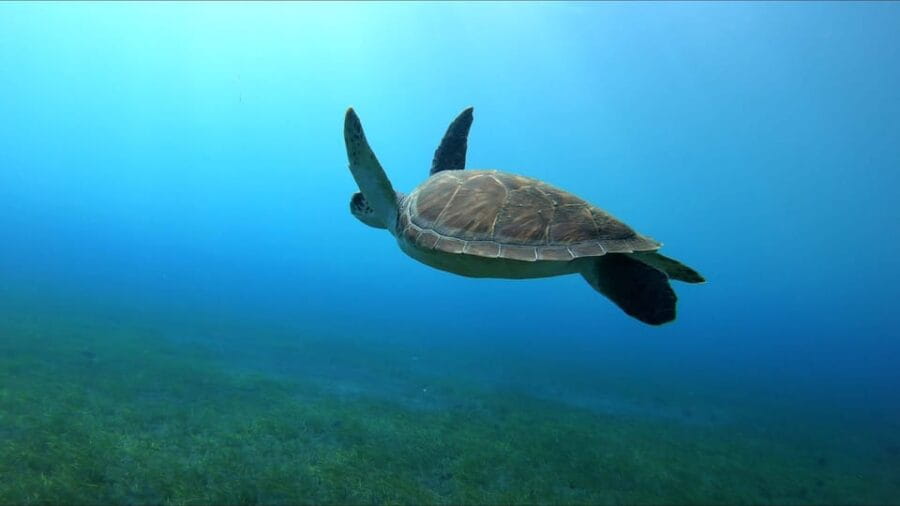 Tenerife, El Médano: Diving baptism - What to Expect: Step-by-Step Experience