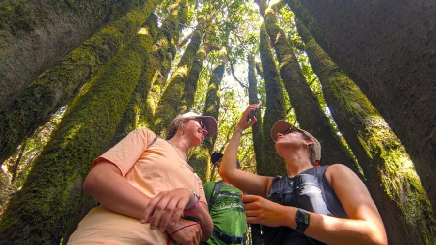 Tenerife: Hiking Tour Above Masca & Enchanted Forest - Guides, Atmosphere, and Practical Tips