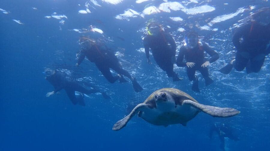 Tenerife: Kayak and Snorkel with Turtles, Wetsuits Included - Final Thoughts