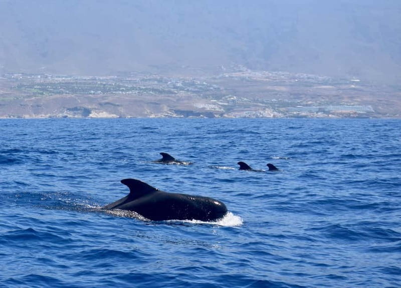 Tenerife Whale Watching and Snorkeling Yacht Trip - Who This Experience Is Best For