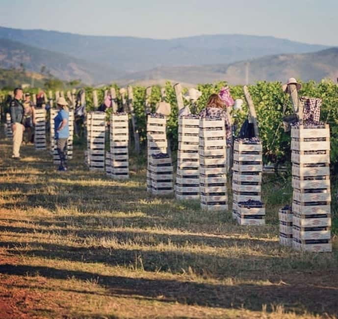 The largest winery in Montenegro: private tour & transport - Who is this tour best suited for?