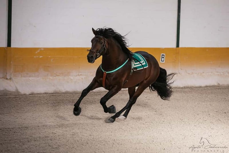 Torremolinos: Spanish horse show and flamenco with dinner option - Starting the Evening: The Equestrian Center Experience