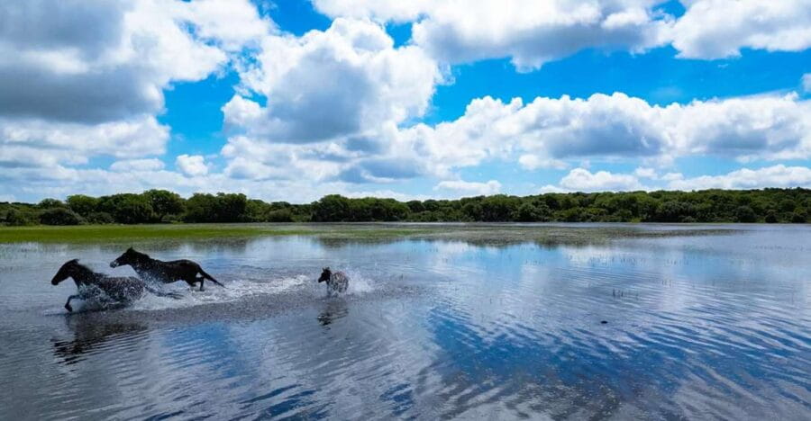 Tour Nature & Wildlife from Cagliari - The Sum Up: A Genuine Taste of Sardinia’s Natural World