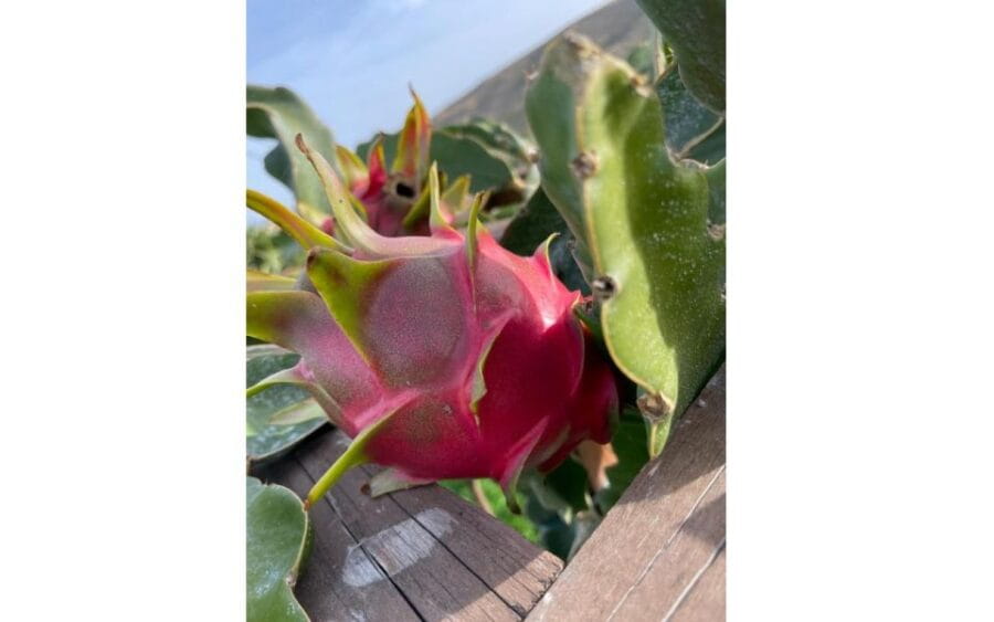 Traditional Olive Grove and Dragon Fruit Farm Tour - Breaking Down the Itinerary: What You’ll Actually Do