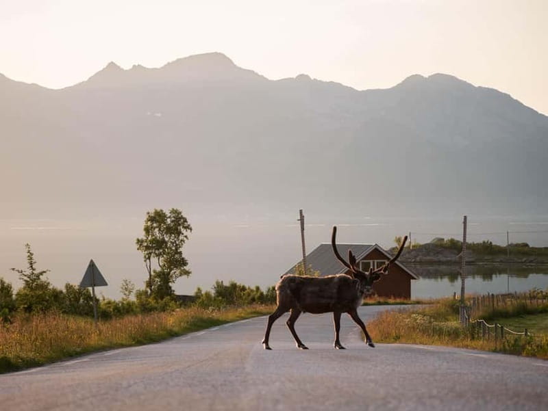 Tromsø: Fjord Tour and Visit to Sommarøy with Expert Tour Guide in Italian - The Charm of Sommarøy