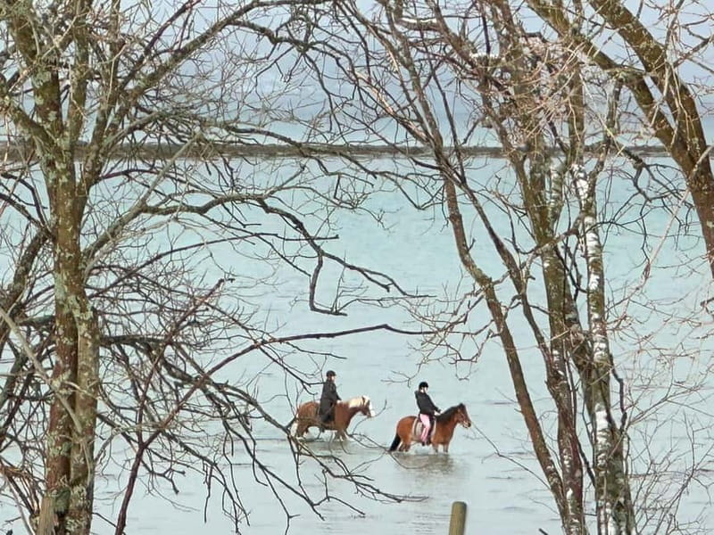 Tromsø: Horseback Riding Tour - A Deep Dive into the Tromsø Horseback Riding Adventure