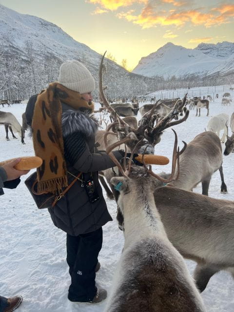 Tromsø: Reindeer Experience at a Sami Camp - Price & Value Analysis