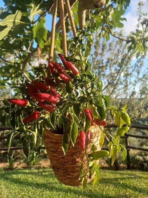 Tropea: Calabrian Cooking Class with Lunch - What You’ll Learn and Do