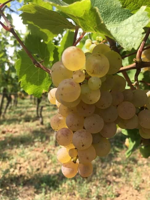 Vgtlinshoffen: Alsace Wine Tasting - Practicalities: Logistics, Cost, and How to Make the Most of It