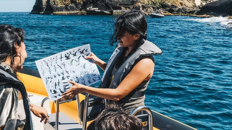 Vila Franca Islet: Biologist Guided Boat Around Eco Tour - Final Thoughts: Is This the Best Way to See Vila Franca Islet?