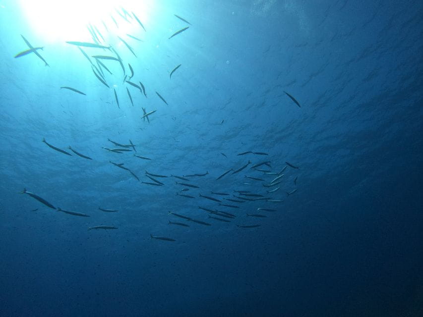 Villasimius: Snorkeling Tour in Capo Carbonara - Value and Pricing: Is It Worth It?