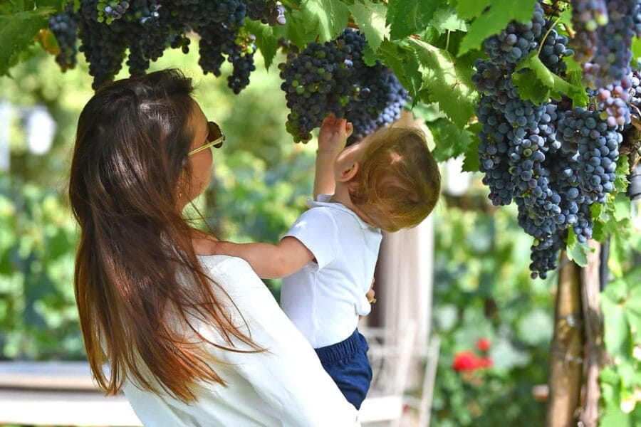 Vineyard Walk, Lunch or Dinner with Wine Tasting - Frequently Asked Questions